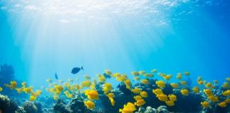 Значение океанов и морей в жизни человека Доклад: Значение мирового океана